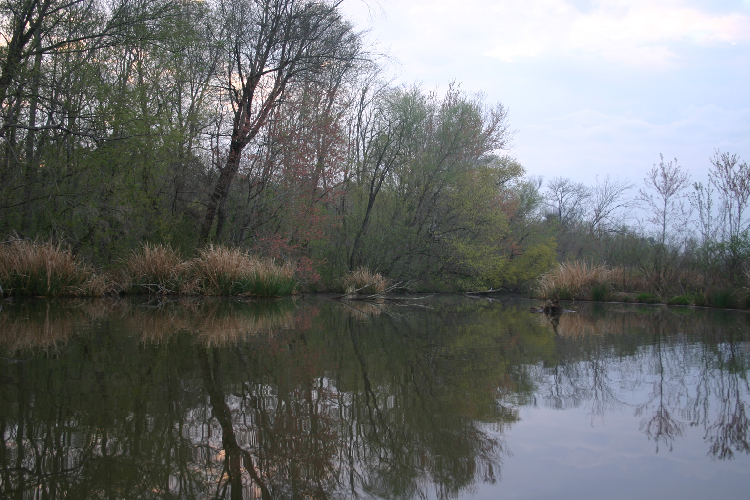 serenity view of swampy area