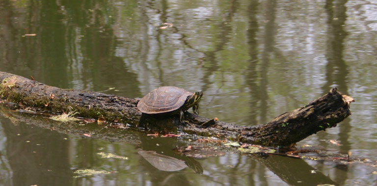 turtle enjoying the day too