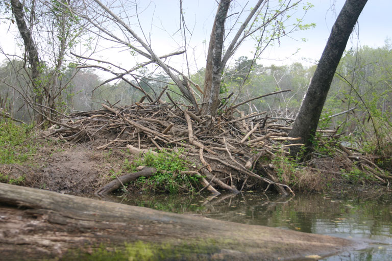 beaver house