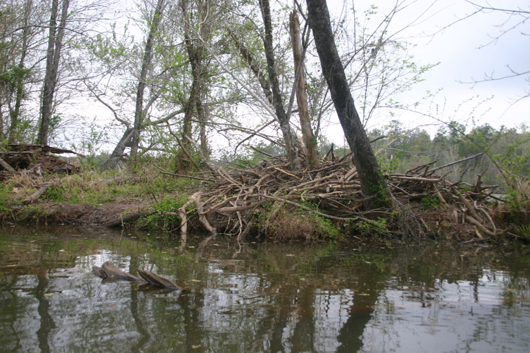 beaver house