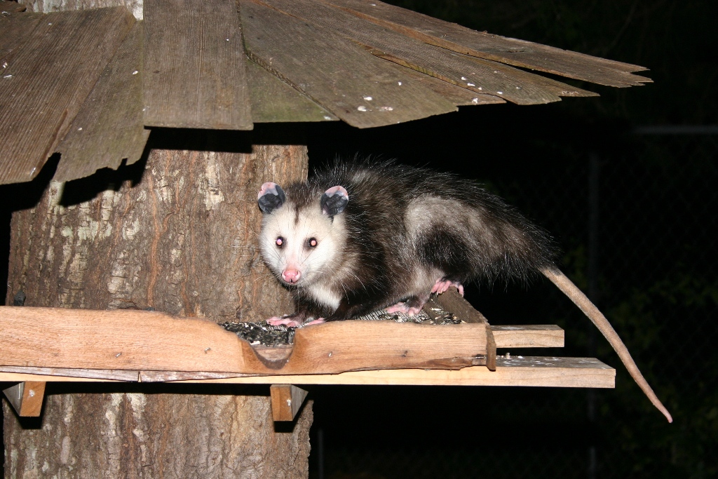 cute little possum