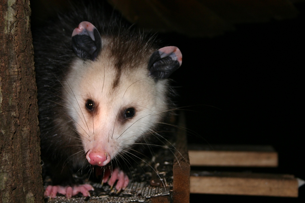 as cute as a possum can be