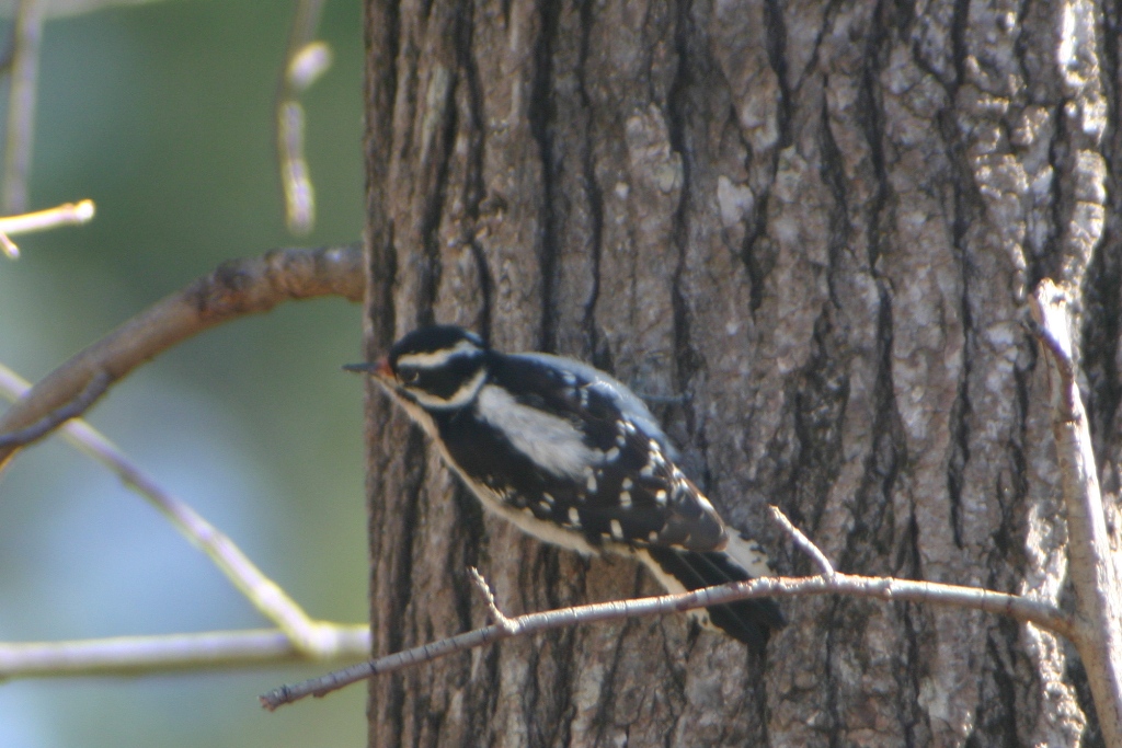 Downy Woodpecker