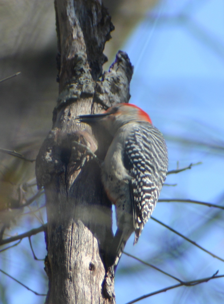 Red-Bellied Woodpecker