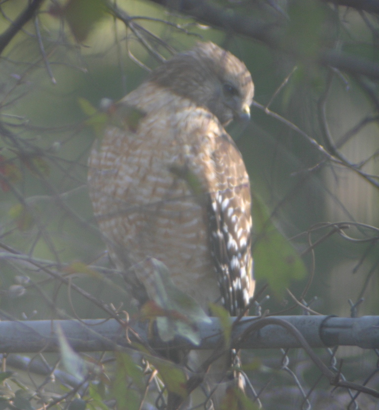 Red Shouldered Hawk