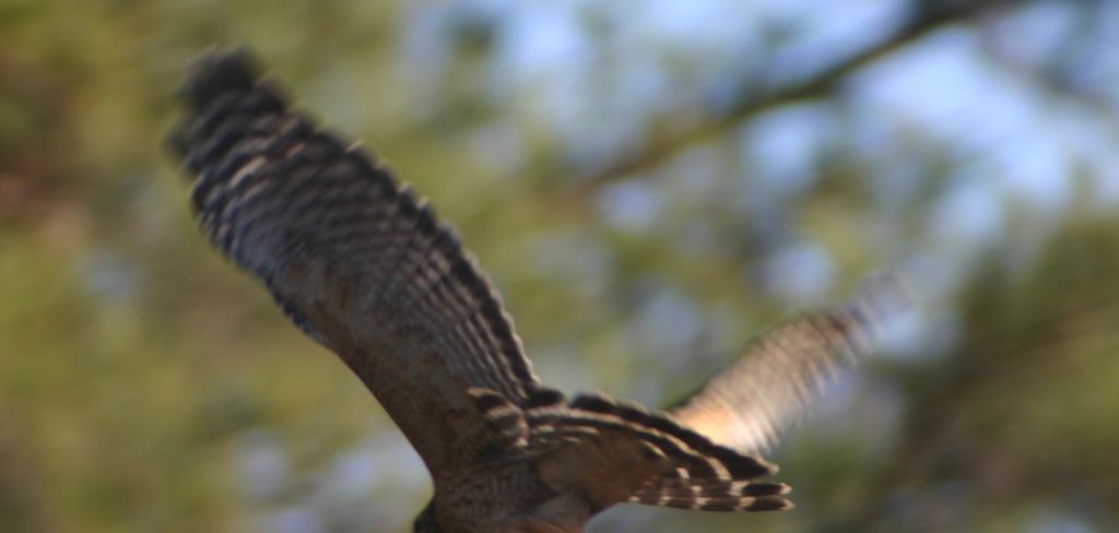 Hawk flying away.