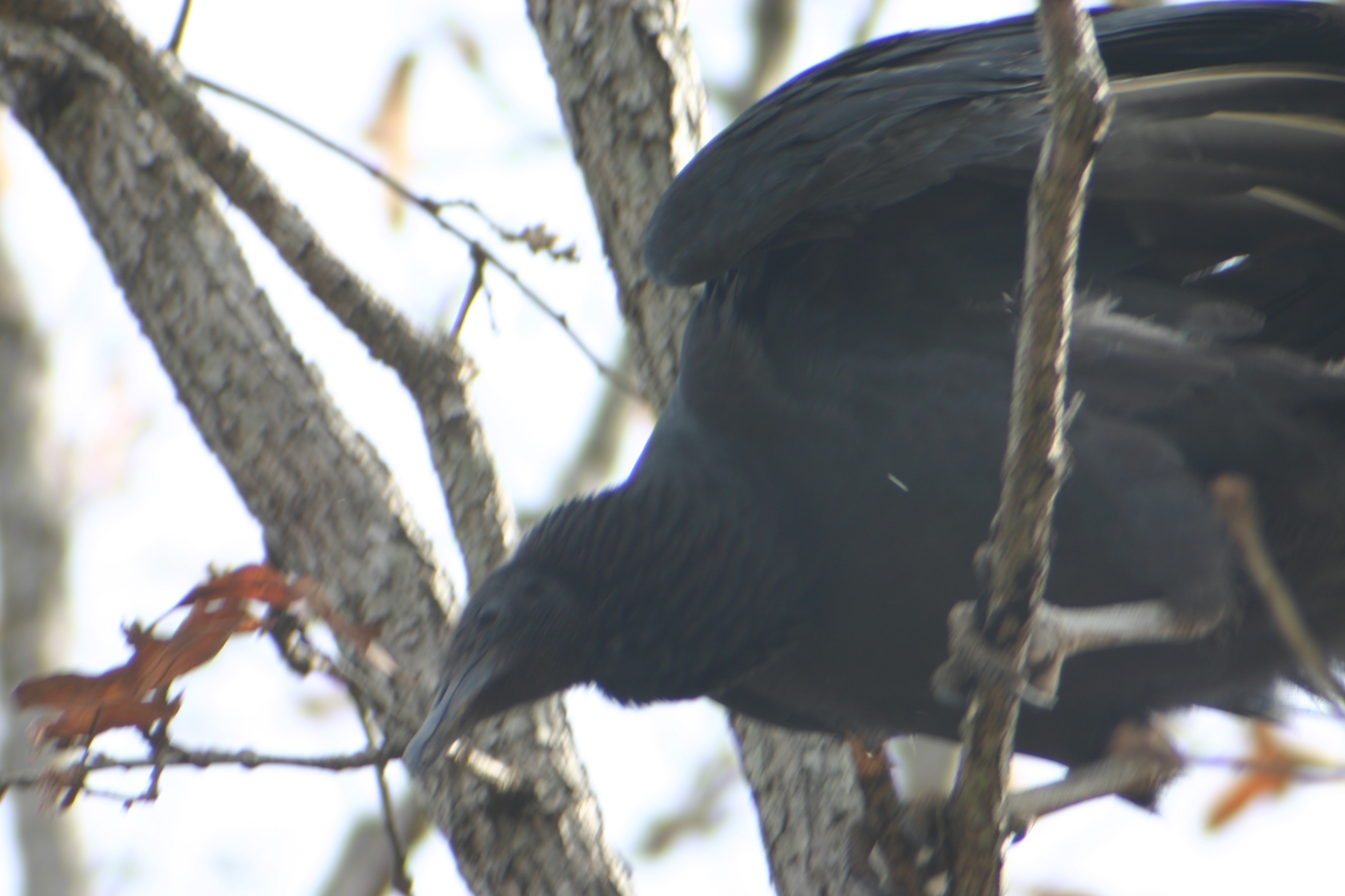 Black Vulture