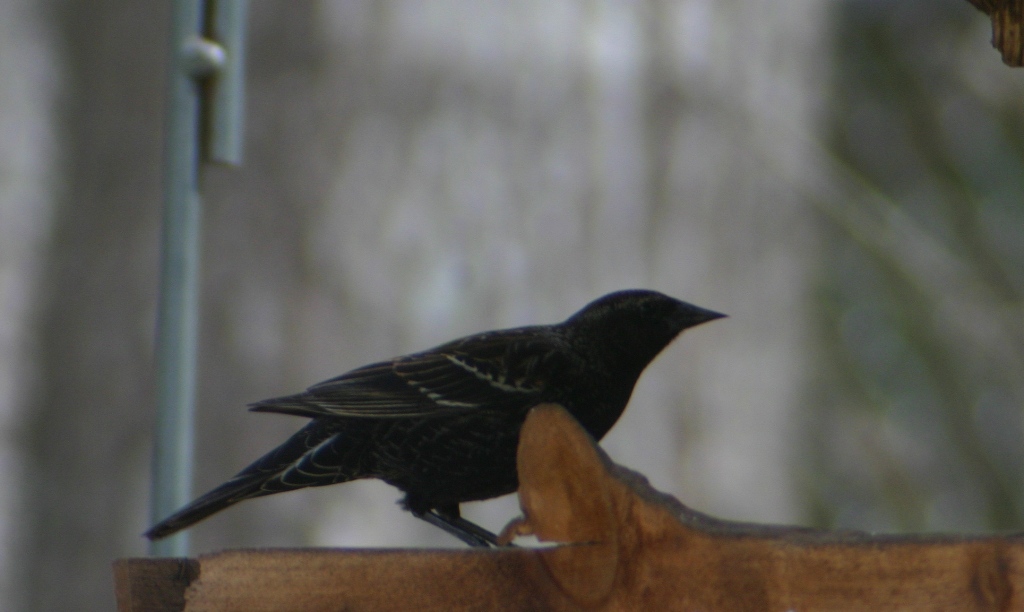 Red-Winged Blackbird