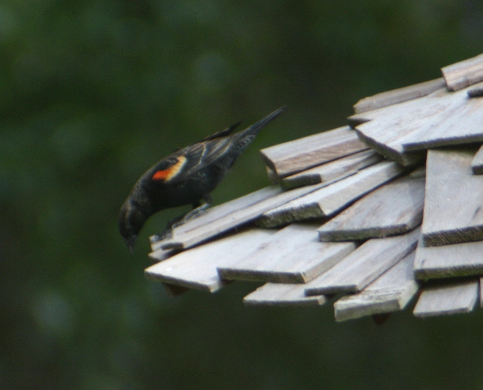 Male Red-Winged Blackbird