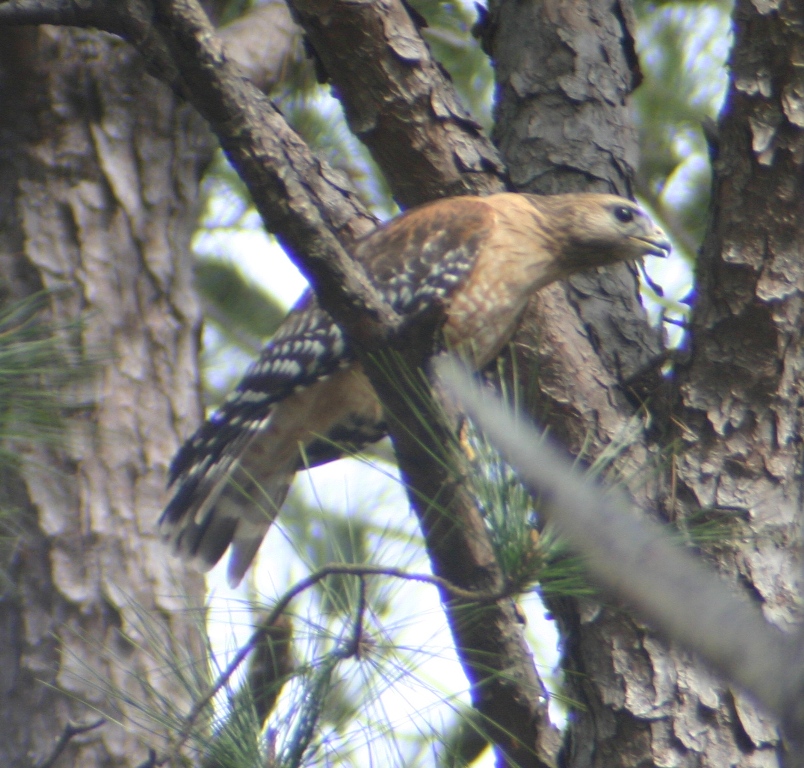 Red Shouldered Hawk