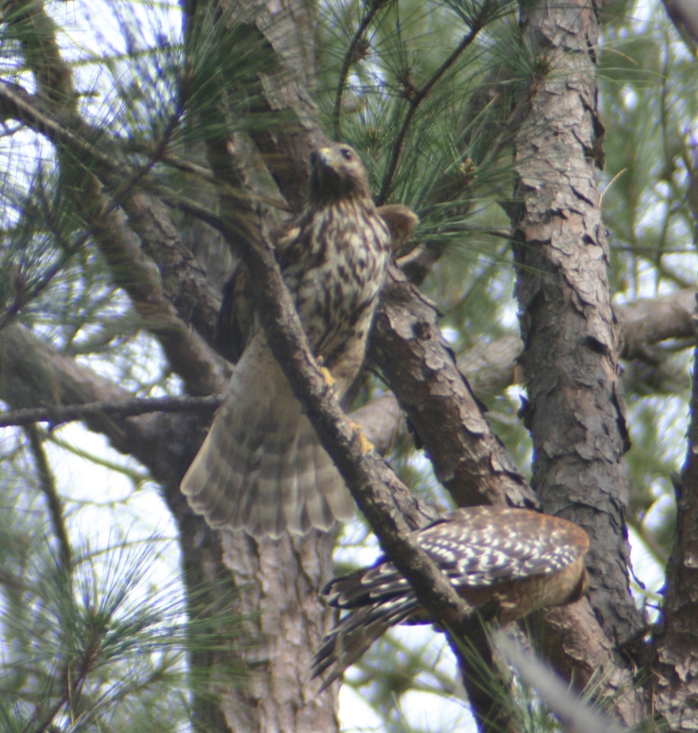 Red-Shouldered Hawk