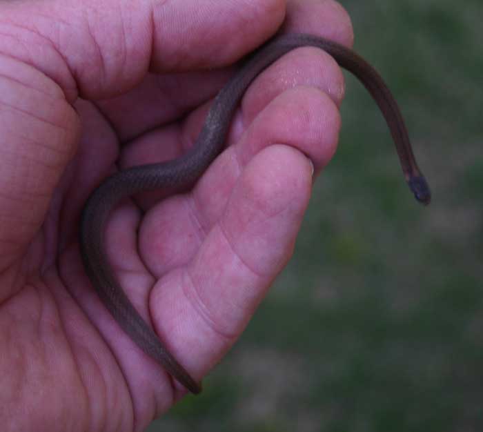 Redbellied snake