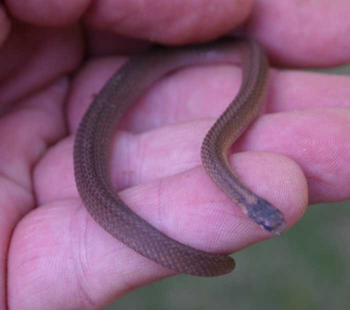 Redbellied snake