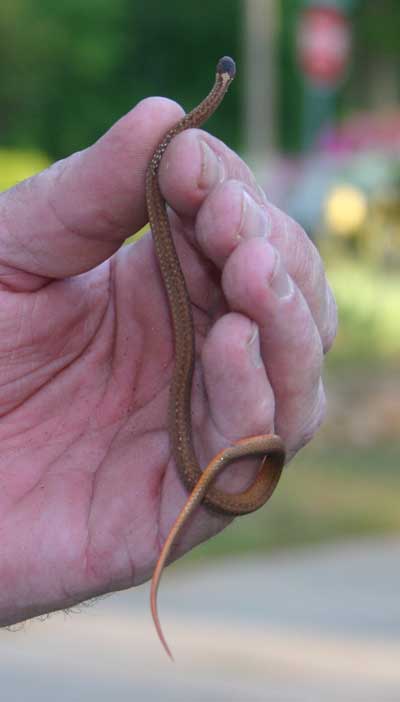 Redbellied snake