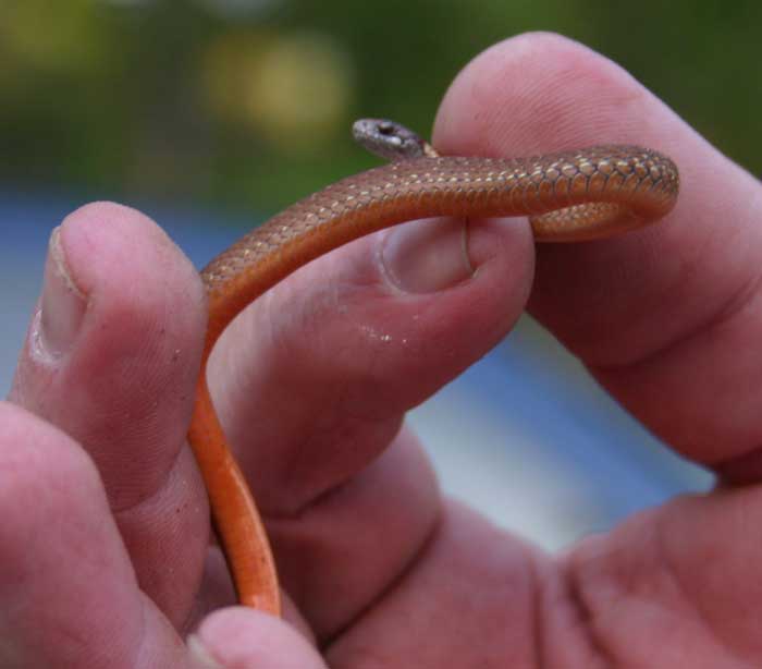 Redbellied snake