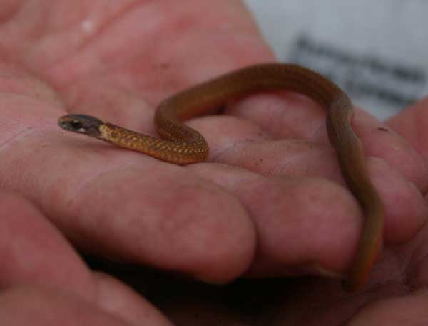 Redbellied snake