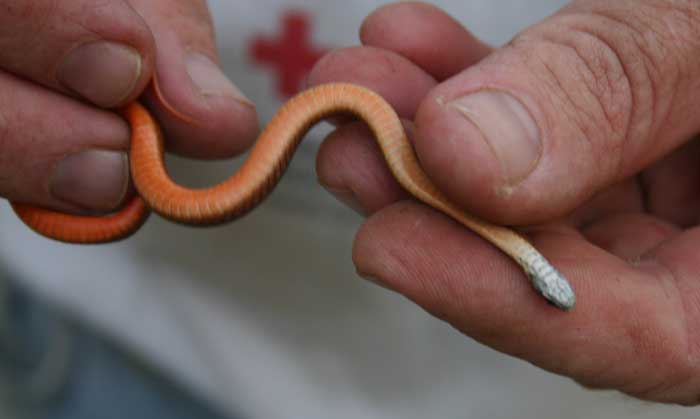 Redbellied Snake