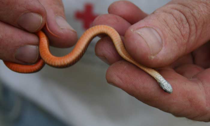 Redbellied snake