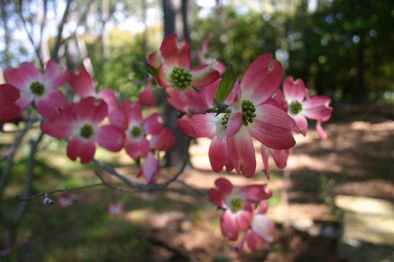 Pink Dogwood Tree