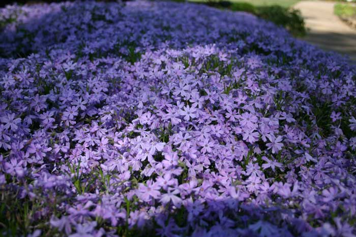 Phlox