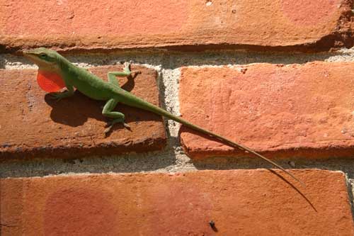 Male Green Anole showing his red fan