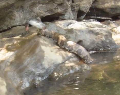 Brown Water Snake