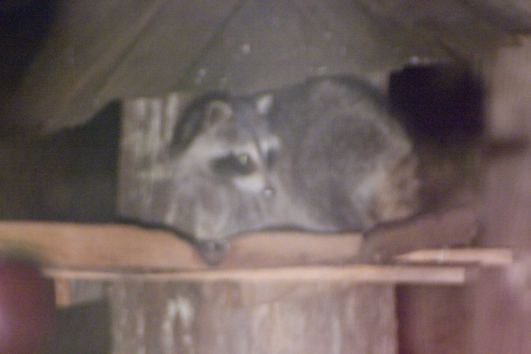 Raccoon