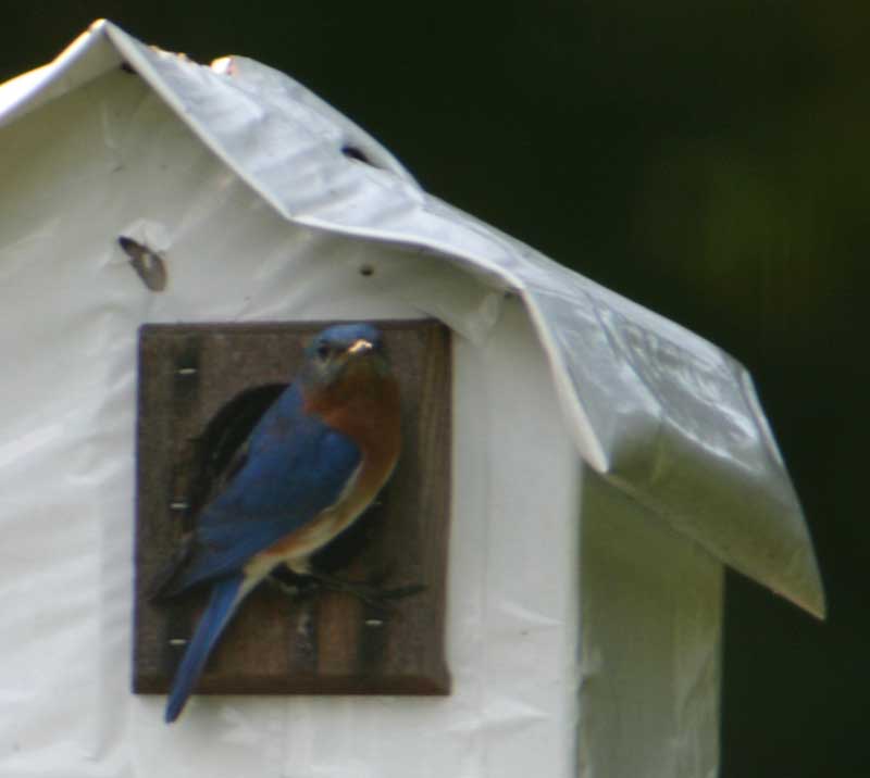 Daddy bluebird protecting the nest.