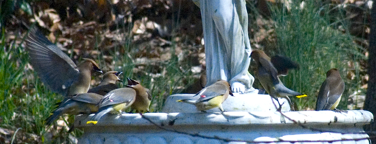 Happy birds