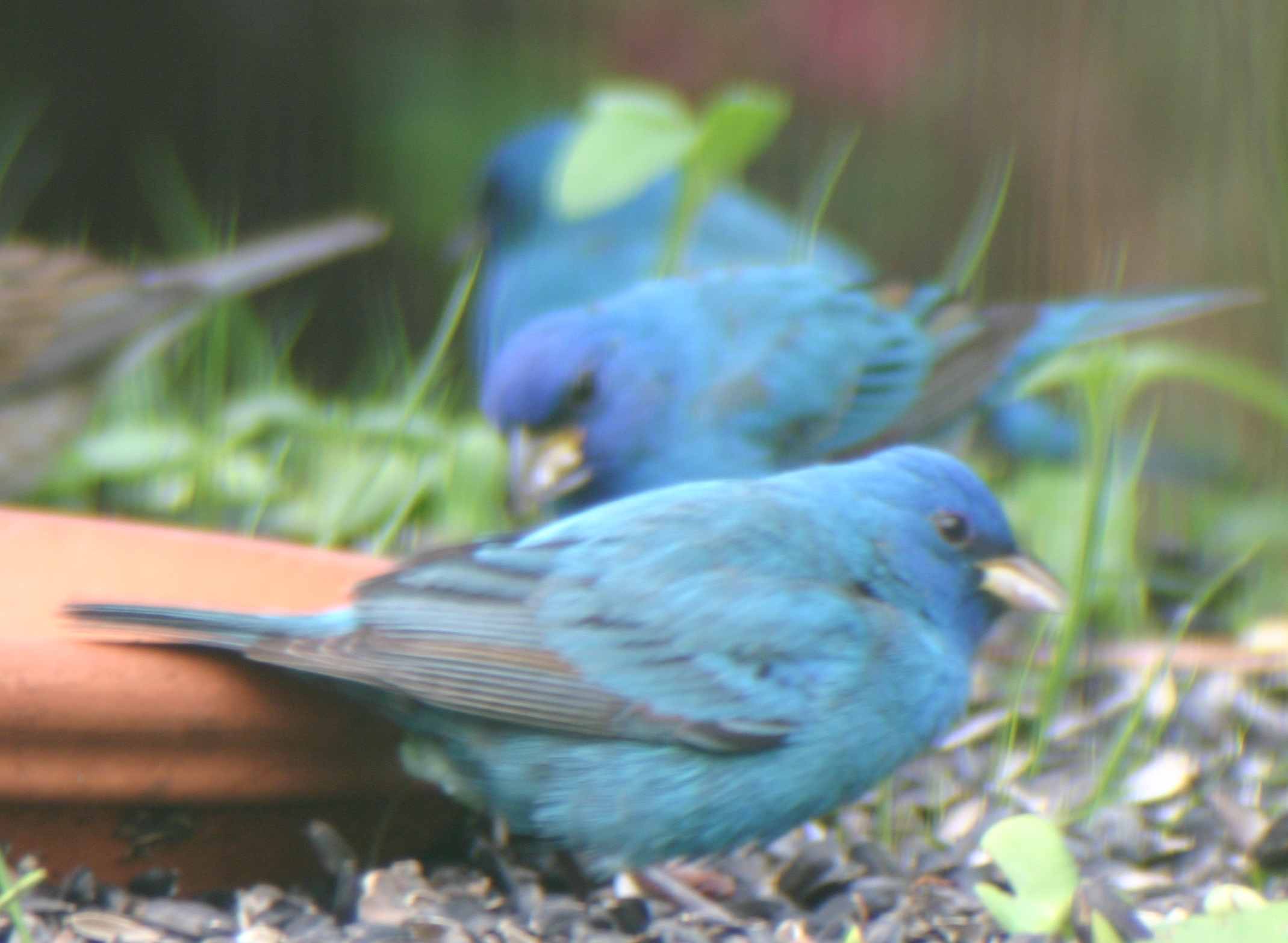 Indigo bunting feeding on sunflower seeds