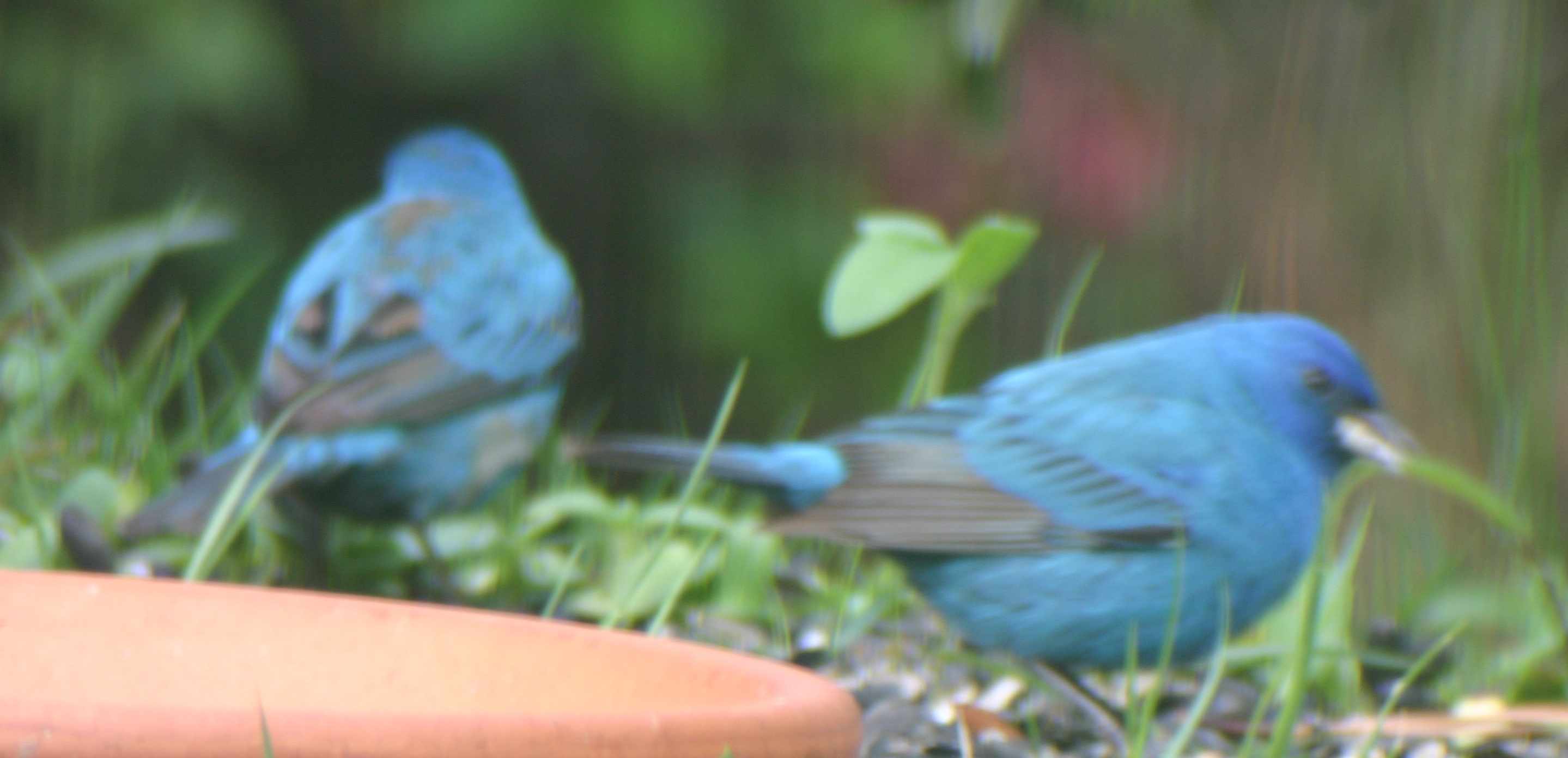 eating sunflower seeds