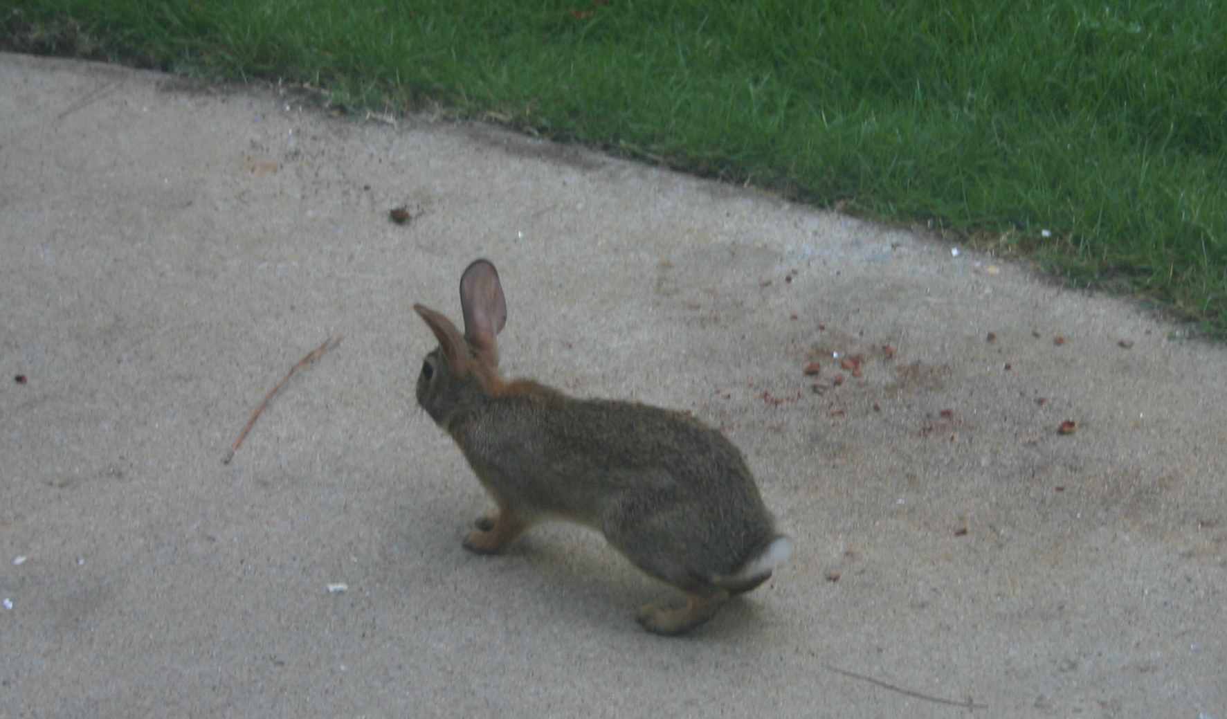 Eastern Cottontail Rabbit