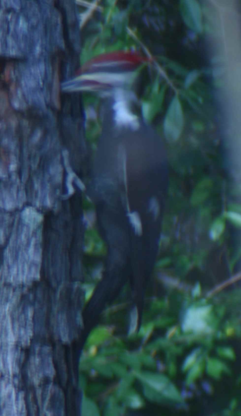 Pileated Woodpecker digging in a dead pine