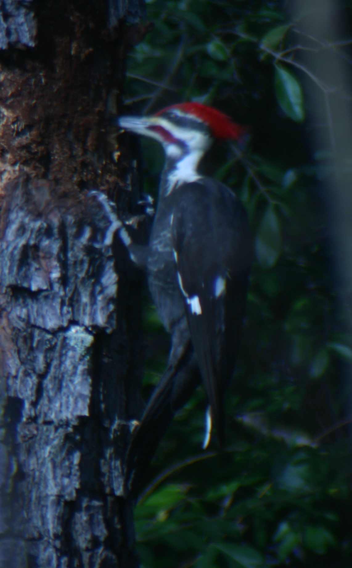 Pileated Woodpecker digging in a dead pine