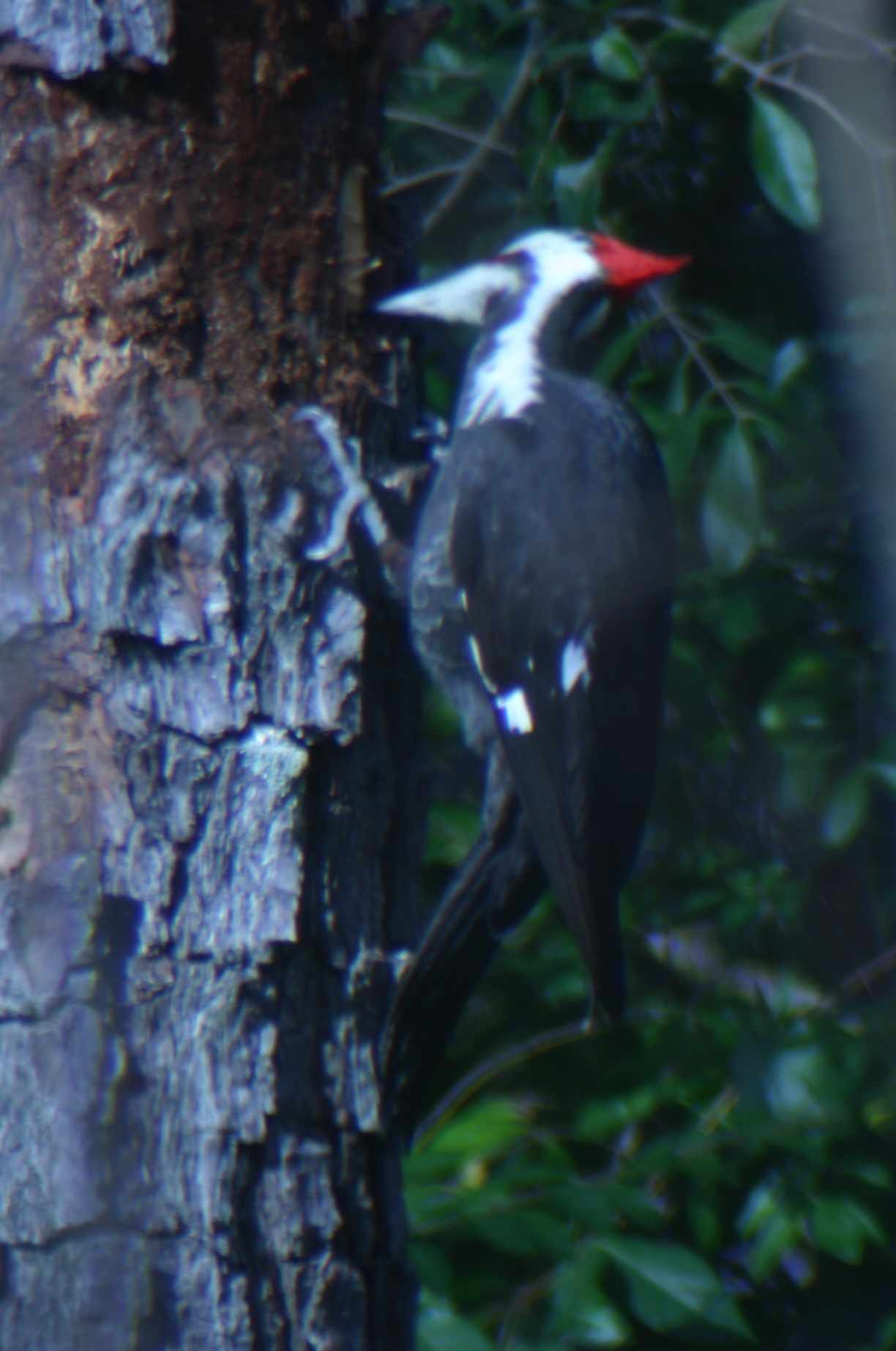 Pileated Woodpecker digging in a dead pine