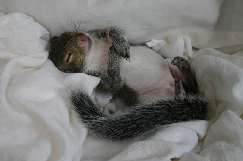 Squirrel sleeping