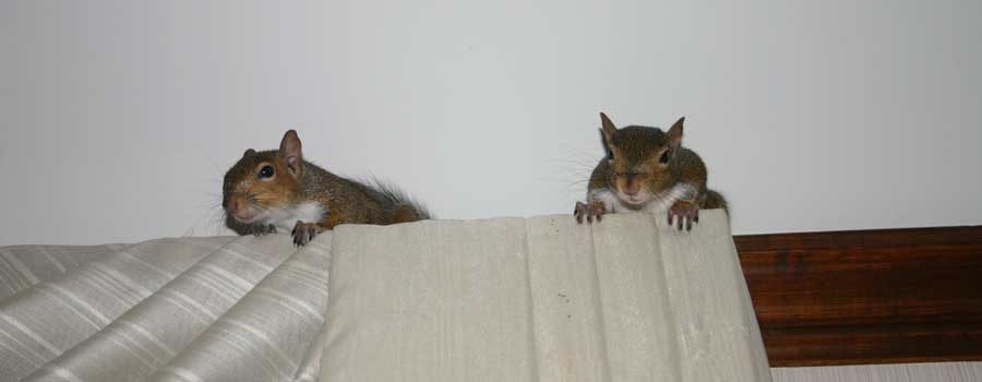 squirrels trying to hide on top of the curtains