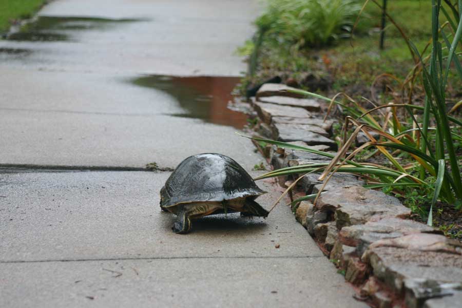 turtle walking down the sidewalk