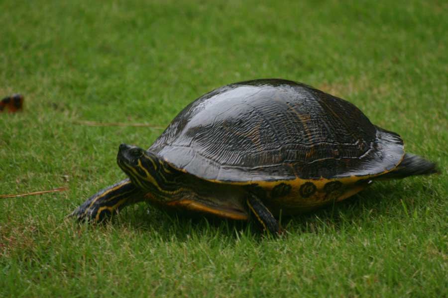 turtle walking across the yard