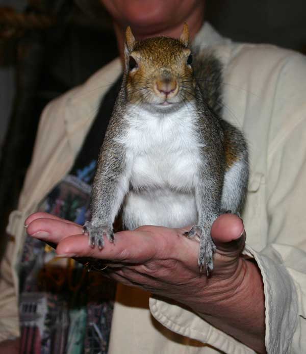 Our squirrel named Slim sitting in Lyndas hand.