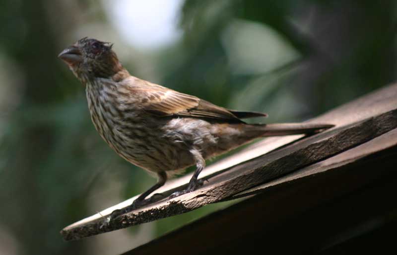 female house finch