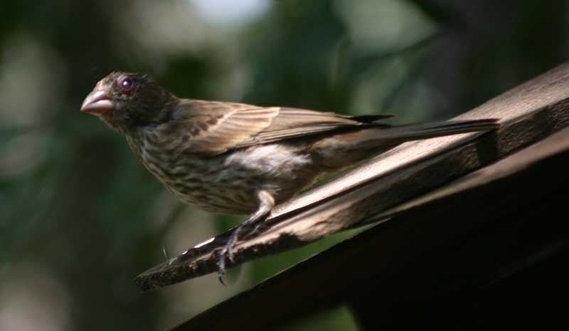 female house finch