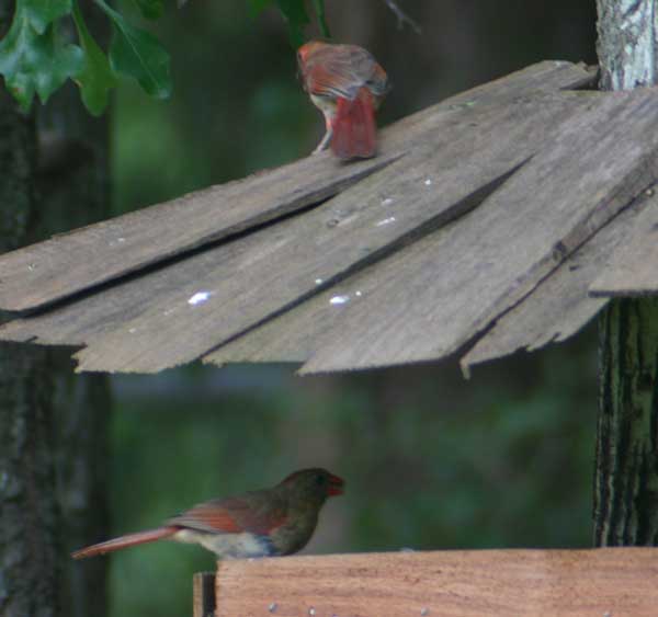 mother feeding young