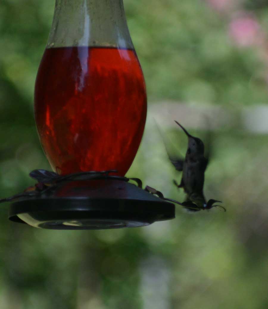 Hummingbird about to land.