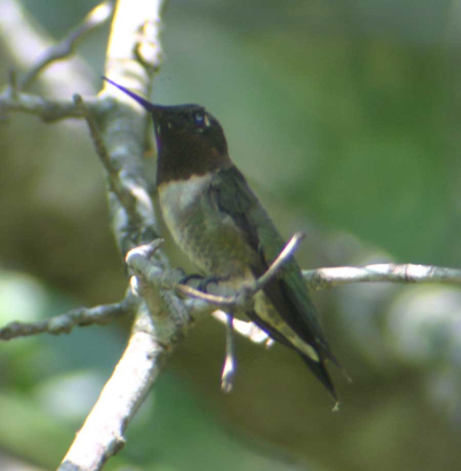 Male hummingbird