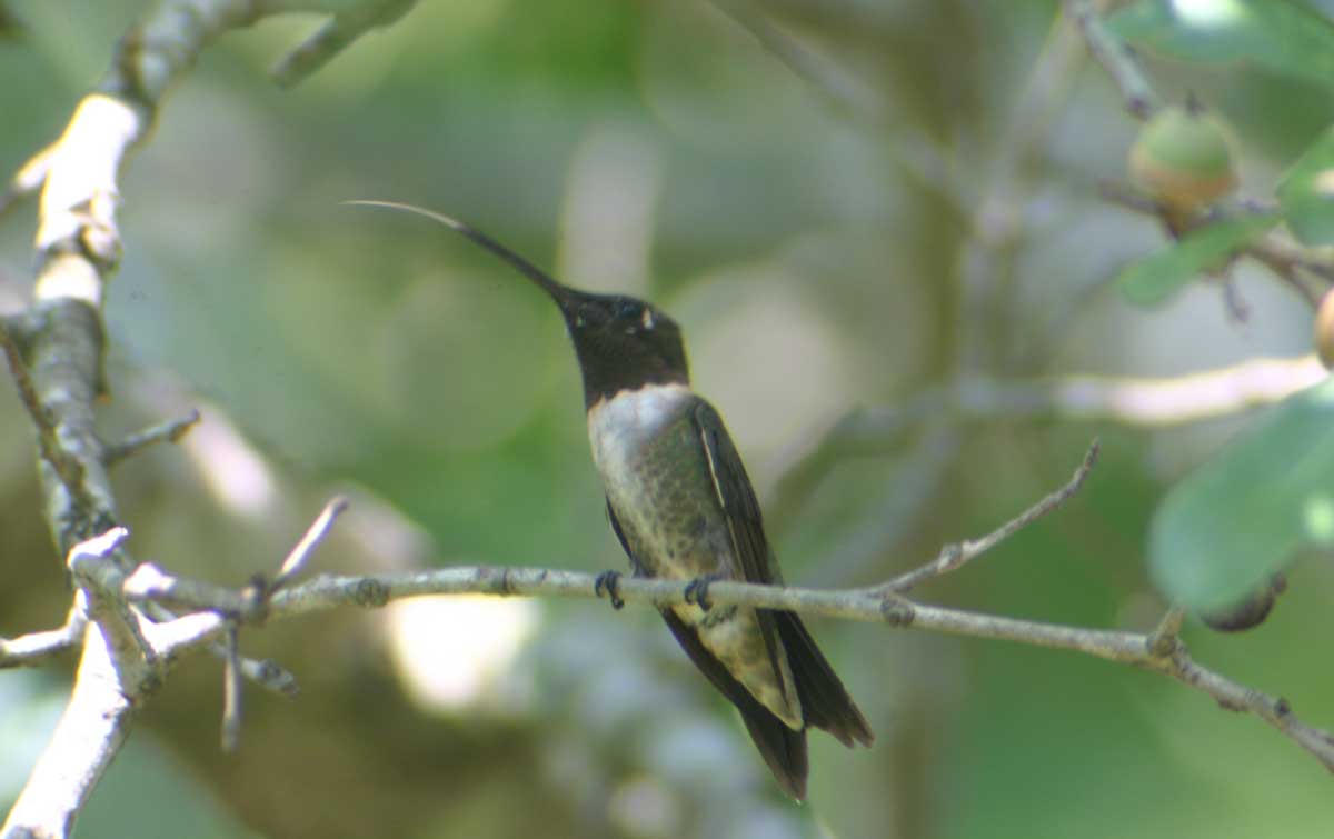 Hummingbird sticking her tongue out.