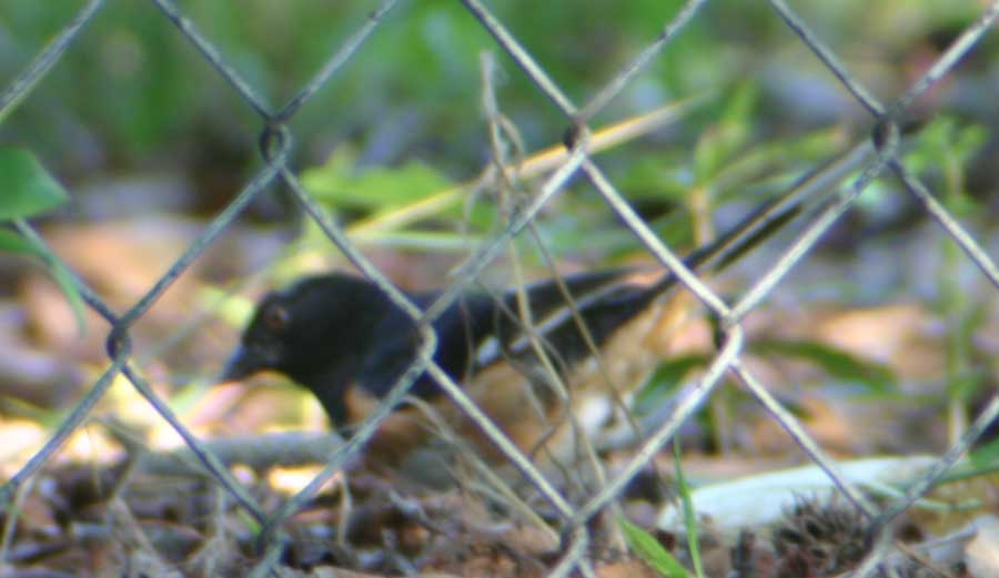 Baltimore Oriole