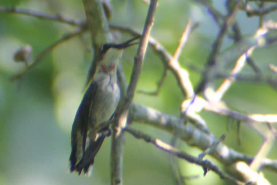 Ruby-Throated Hummingbird?