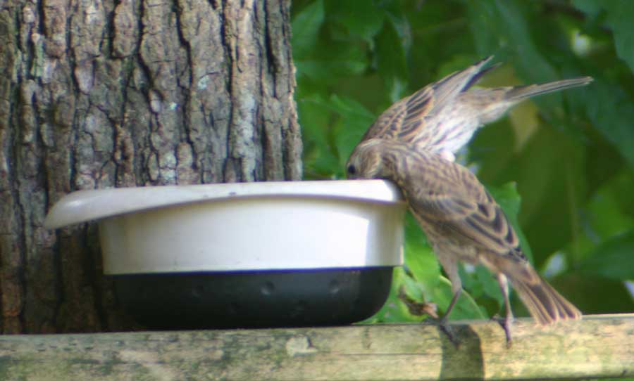 Two juvenile birds drinking water.