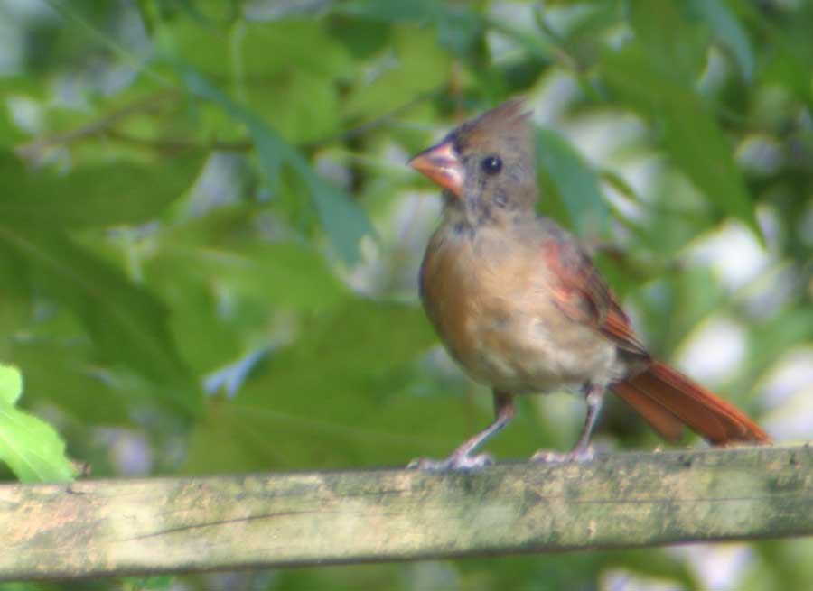 Cardinal